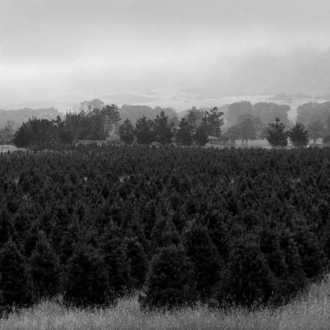 Point-Lobos-_DSC1437